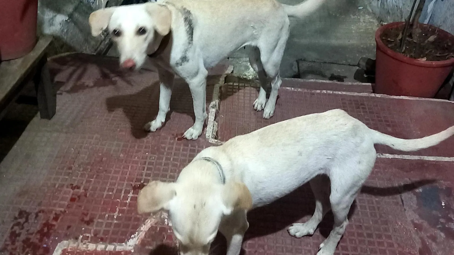 Nandini Paying Guest House Udaipur